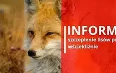 Zdjęcie do Szczepienie lis&oacute;w