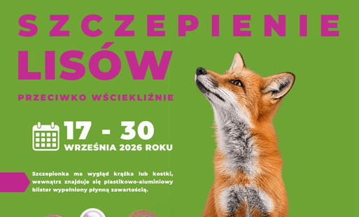 Zdjęcie do Jesienna akcja szczepienia lis&oacute;w przeciwko wściekliźnie